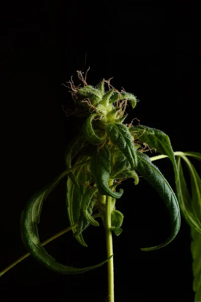 Μαριχουάνα Λουλούδι Κάνναβη Closeup Μακροεντολή Μαύρο Φόντο — Φωτογραφία Αρχείου