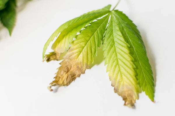 Suszony Liść Marihuany — Zdjęcie stockowe