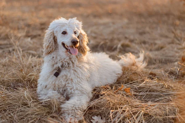 A large dog-poodle is lying on the grass.