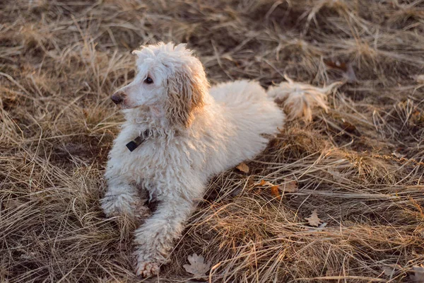Large Dog Poodle Lying Grass — Stock Photo, Image