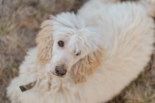 A large dog-poodle is lying on the grass.