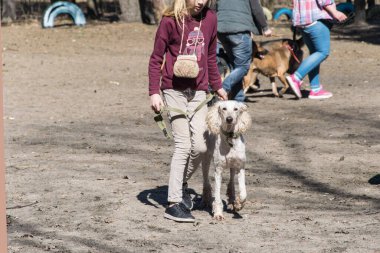 Kiev, Ukrayna - 4 Nisan 2018: köpek eğitimi. Bir grup insan köpeklerini itaatle eğitiyor..