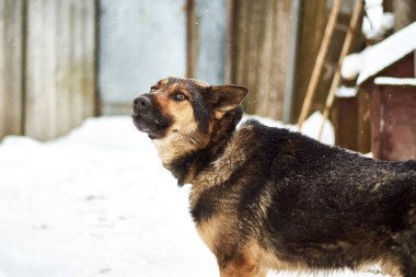 Zincire vurulmuş büyük bir köpek kışın bahçeyi korur..