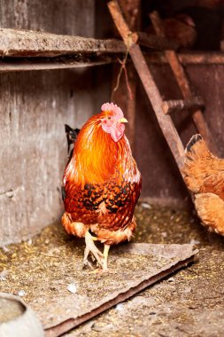 Tavuk kümesinde tavuk. Çiftliklerde, ahırda ekolojik kümes hayvanları yetiştiriyor..