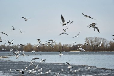 Kışın buzla kaplı nehir kıyısında uçan martılar.