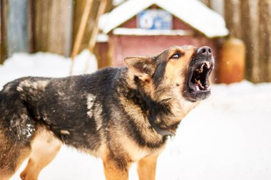 Zincirlenmiş büyük bir köpek kışın bölgeyi koruyor..