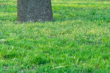 Yeşil çimenlerin arkaplanı.