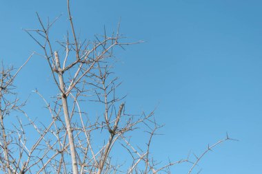 Çıplak ağaç dalları gökyüzüne karşı.