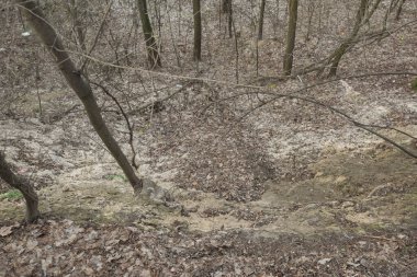 Sonbaharda parkta koyu kuru yapraklar..