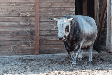 Beşiğin yanında bir inek. Hayvan yetiştirme kavramı.