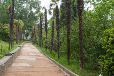 Parktaki patikada palmiye ağaçları var..