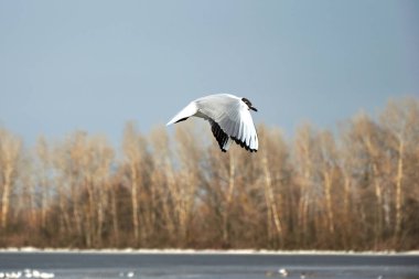 Kışın gökyüzünde uçan martı