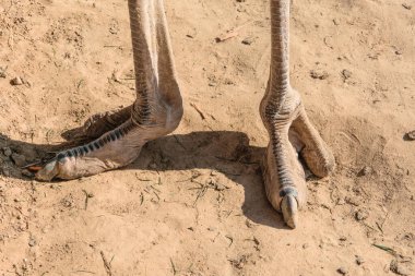 Paws of an ostrich on the ground. clipart