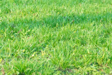 Yeşil çimenlerin arkaplanı.