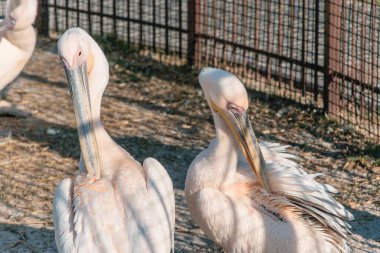 Hayvanat bahçesinde pelikan grubu