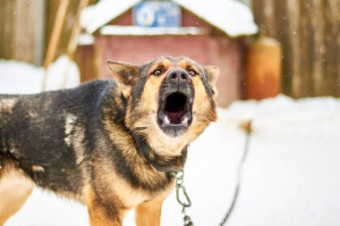 Zincirlenmiş büyük bir köpek kışın bölgeyi koruyor..