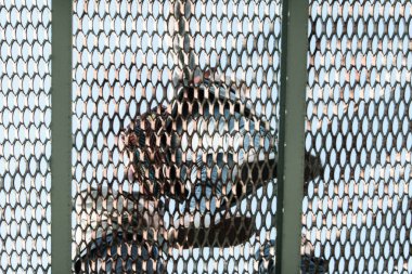 İnsanlar metal bir ızgarada yürür..