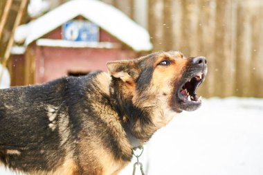 Zincirlenmiş büyük bir köpek kışın bölgeyi koruyor..