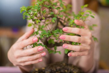 Bir kadın küçük bir bonsai ağacına sarılıyor..