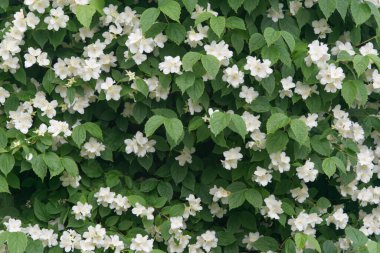 Beyaz çiçekli yeşil bitki.