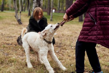 Sonbaharda parkta kaniş köpeğiyle oynayan genç bir kız. Köpek bir oyuncak çekiyor, aktif bir meşgale. Köpeklerin ve insanların etkileşimi.
