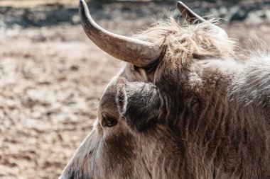 Sığırların ağzı samandır..
