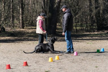 Kiev, Ukrayna - 4 Nisan 2018: Şehir parkında köpek eğitimi.