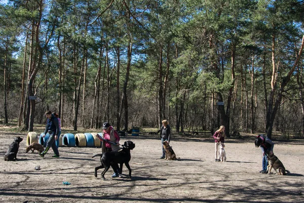 Kiev Ucrânia Abril 2018 Treinamento Cães Grupo Pessoas Treinando Seus — Fotografia de Stock