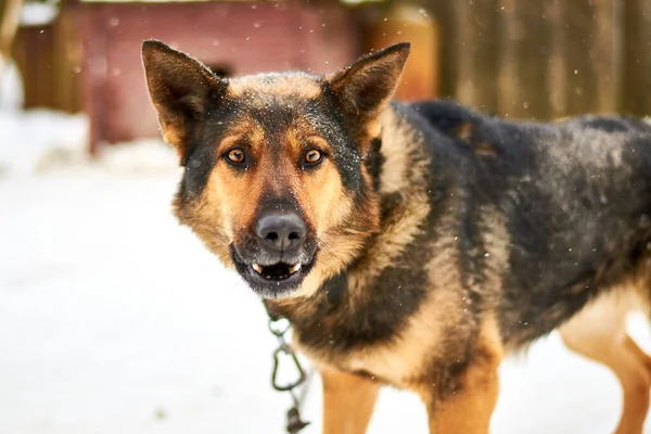 A large dog on a chain barks guarding the territory in winter.