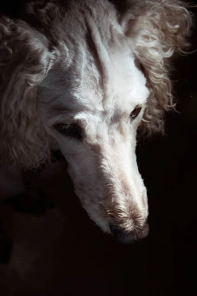 Portrait of the muzzle of the dog - the royal poodle on a dark background.