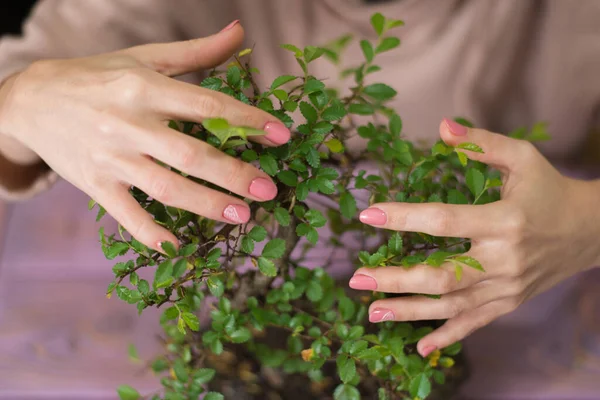 Egy Ölelget Egy Kis Bonsai Fát — Stock Fotó