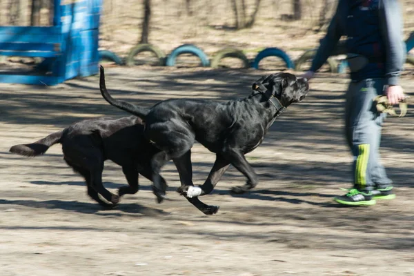 Correndo Jogando Cães Primavera — Fotografia de Stock