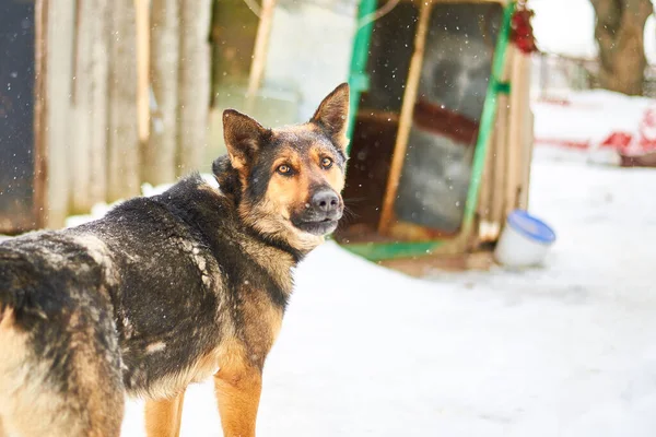 A large dog on a chain guards the yard in winter.