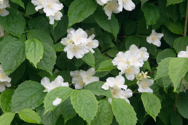 Groene Plant Met Witte Bloemen — Stockfoto