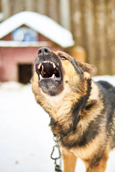 A large dog on a chain barks guarding the territory in winter.