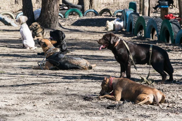 Kiev Ucrânia Abril 2018 Treinamento Cães Grupo Pessoas Treinando Seus — Fotografia de Stock