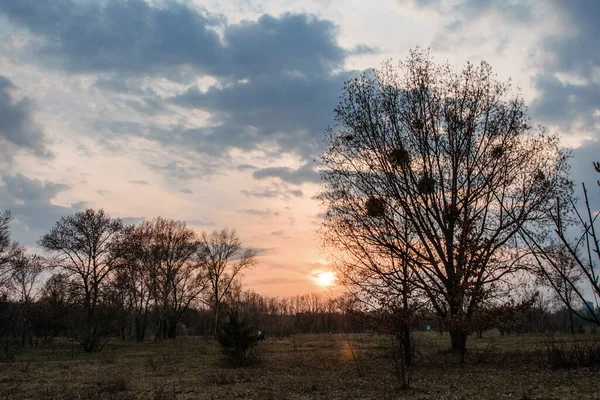 Campo Com Árvores Solitárias Pôr Sol — Fotografia de Stock