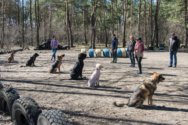Kiev, Ukrayna - 4 Nisan 2018: köpek eğitimi. Bir grup insan köpeklerini itaatle eğitiyor..