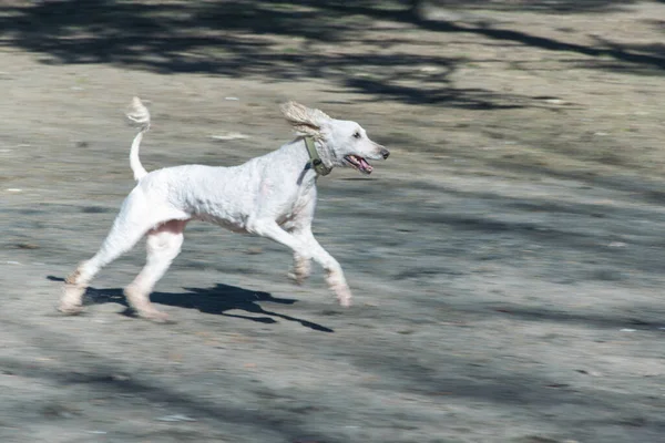 Cão Branco Corre Parque — Fotografia de Stock