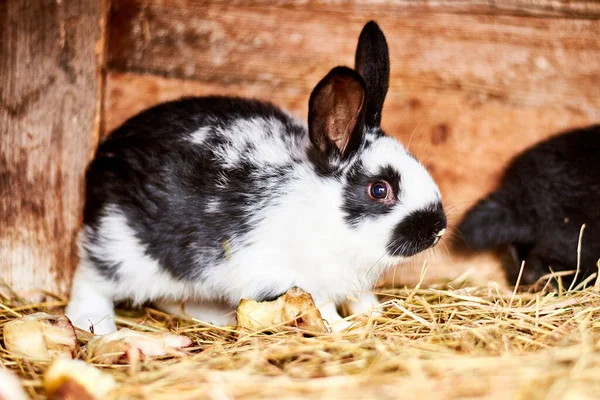 Kanin Bur Med Avelskaniner Byn Gårdar — Stockfoto