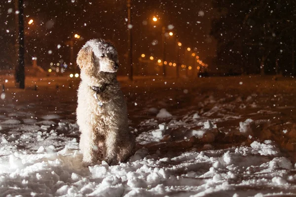 犬は夜に雪の中に座っている白い王室のプールです — ストック写真