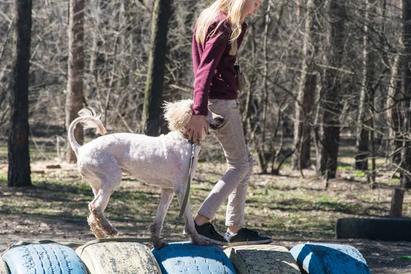 一个带着狗的女孩在障碍跑道上 — 图库照片