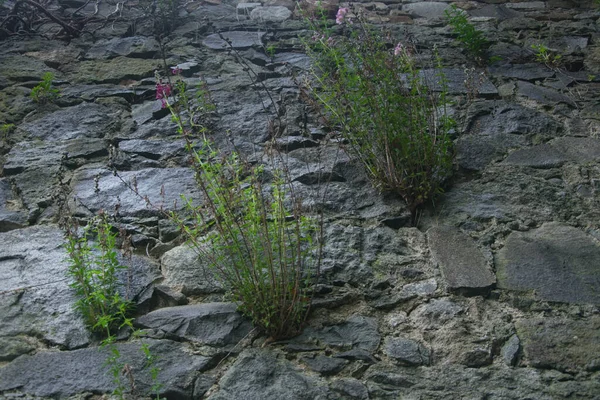 Stenen Muur Met Een Groeiende Groene Plant — Stockfoto