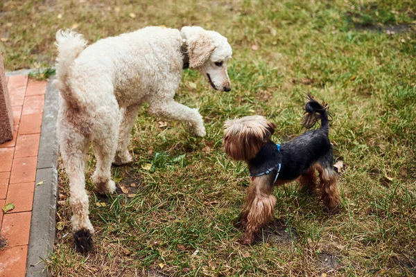 Kleine Und Große Hunde Lernen Sich Kennen Beziehungen Treffen Mit — Stockfoto
