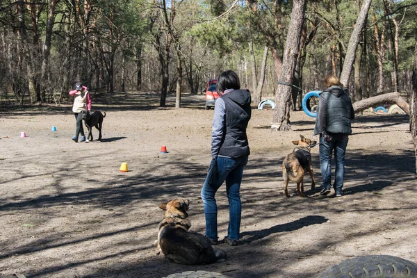 Kiev Ucrânia Abril 2018 Treinamento Cães Grupo Pessoas Treinando Seus — Fotografia de Stock