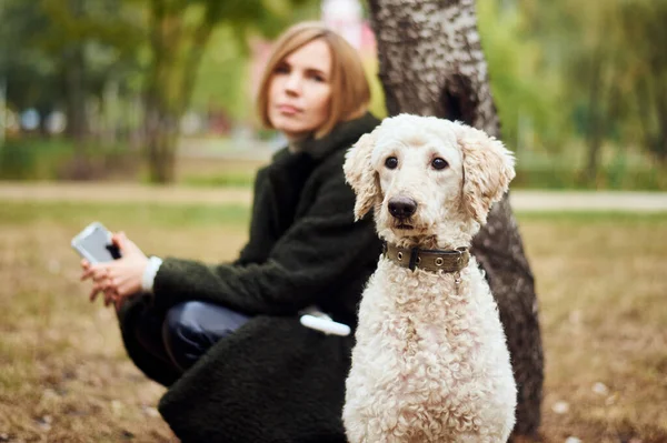 Dog Large Poodle Tired Resting Woman Background Blurred — Stock Photo, Image