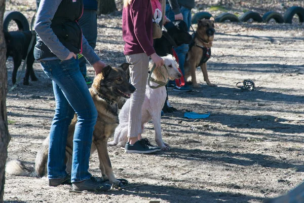 Kiev, Ukrayna - 4 Nisan 2018: köpek eğitimi. Bir grup insan köpeklerini itaatle eğitiyor..