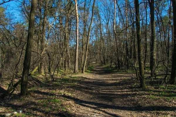 Lesní Cesta Jaře — Stock fotografie