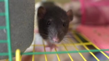 Kafesteki boşluğu koklayan bir fare..