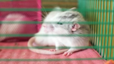 Kafesteki boşluğu koklayan bir fare..